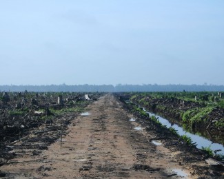 use of palm oil for biodiesel